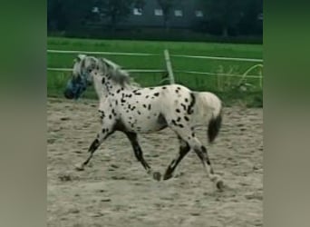 Appaloosa, Wallach, 1 Jahr, 125 cm, Tigerschecke