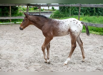 Appaloosa, Wallach, 1 Jahr, Roan-Bay