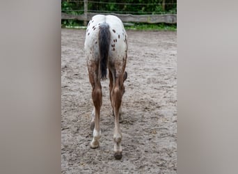 Appaloosa, Wallach, 1 Jahr, Roan-Bay