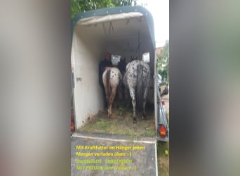 Appaloosa, Wallach, 1 Jahr, Roan-Bay