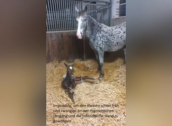 Appaloosa, Wallach, 1 Jahr, Roan-Bay