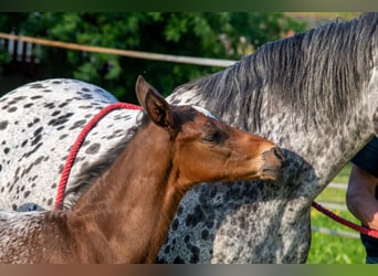 Appaloosa, Wallach, 1 Jahr, Roan-Bay