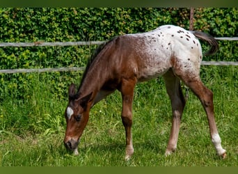Appaloosa, Wallach, 1 Jahr, Roan-Bay