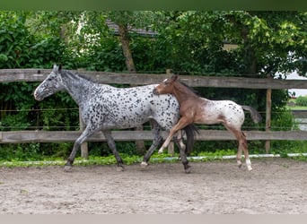 Appaloosa, Wallach, 1 Jahr, Roan-Bay