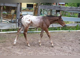 Appaloosa, Wallach, 1 Jahr, Roan-Bay