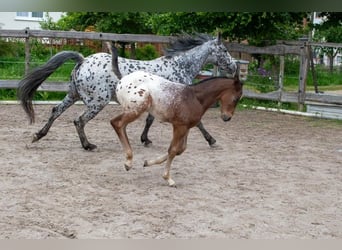Appaloosa, Wallach, 1 Jahr, Roan-Bay