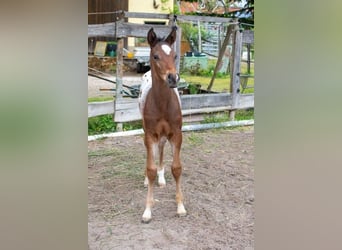 Appaloosa, Wallach, 1 Jahr, Roan-Bay
