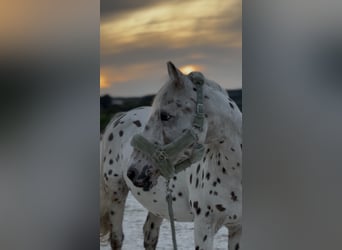 Appaloosa, Wallach, 20 Jahre, 145 cm, Tigerschecke