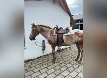 Appaloosa, Wallach, 20 Jahre, 150 cm, Brauner