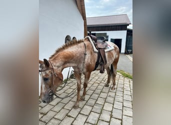 Appaloosa, Wallach, 20 Jahre, 150 cm, Brauner