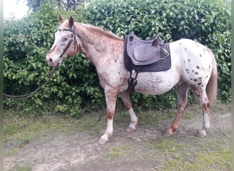 Appaloosa, Wallach, 27 Jahre, 158 cm, Tigerschecke