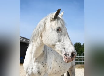 Appaloosa Mix, Wallach, 28 Jahre, 147 cm, White