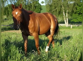 Appaloosa, Wallach, 2 Jahre, 150 cm, Dunkelfuchs