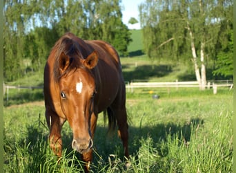 Appaloosa, Wallach, 2 Jahre, 150 cm, Dunkelfuchs