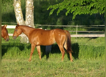 Appaloosa, Wallach, 2 Jahre, 150 cm, Dunkelfuchs