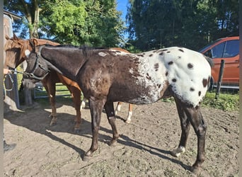 Appaloosa, Wallach, 2 Jahre, 153 cm, Schwarzbrauner