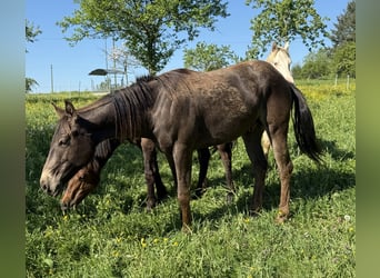 Appaloosa, Wallach, 2 Jahre, 154 cm, Buckskin