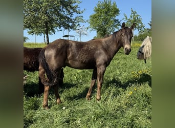 Appaloosa, Wallach, 2 Jahre, 154 cm, Buckskin