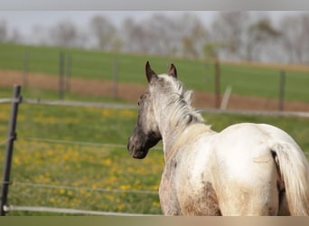 Appaloosa, Wallach, 2 Jahre