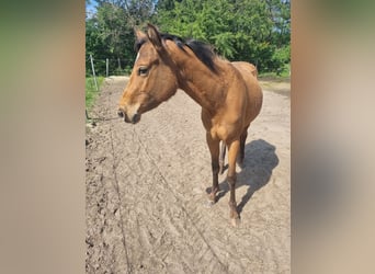 Appaloosa, Wallach, 3 Jahre, 150 cm, Brauner