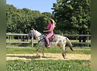 Appaloosa, Wallach, 3 Jahre, 150 cm, Tigerschecke