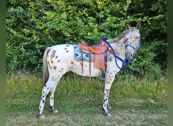 Appaloosa, Wallach, 3 Jahre, 150 cm, Tigerschecke