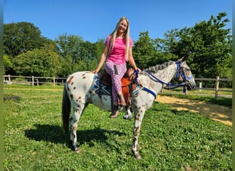 Appaloosa, Wallach, 3 Jahre, 150 cm, Tigerschecke