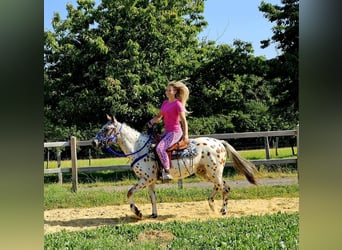 Appaloosa, Wallach, 3 Jahre, 150 cm, Tigerschecke