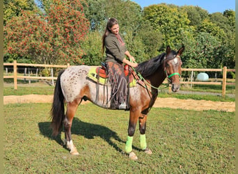 Appaloosa, Wallach, 3 Jahre, 150 cm, Tigerschecke