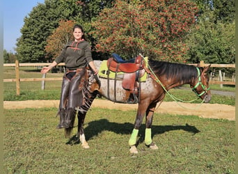 Appaloosa, Wallach, 3 Jahre, 150 cm, Tigerschecke