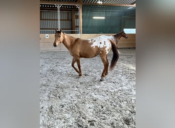 Appaloosa, Wallach, 3 Jahre, 152 cm, Schecke