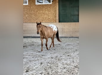 Appaloosa, Wallach, 3 Jahre, 152 cm, Schecke