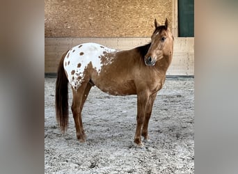 Appaloosa, Wallach, 3 Jahre, 152 cm, Schecke