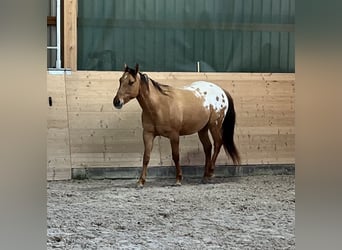 Appaloosa, Wallach, 3 Jahre, 152 cm, Schecke