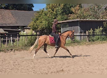Appaloosa Mix, Wallach, 3 Jahre, 153 cm, Fuchs