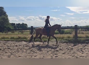 Appaloosa Mix, Wallach, 3 Jahre, 153 cm, Fuchs