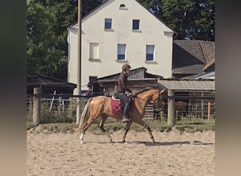 Appaloosa Mix, Wallach, 3 Jahre, 153 cm, Fuchs