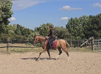 Appaloosa Mix, Wallach, 3 Jahre, 153 cm, Fuchs
