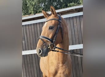 Appaloosa Mix, Wallach, 3 Jahre, 153 cm, Fuchs