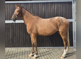 Appaloosa Mix, Wallach, 3 Jahre, 153 cm, Fuchs