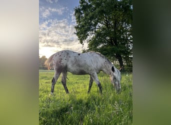 Appaloosa, Wallach, 3 Jahre, 153 cm, Roan-Bay