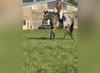 Appaloosa Mix, Wallach, 3 Jahre, 153 cm, Tigerschecke