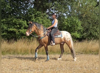 Appaloosa Mix, Wallach, 3 Jahre, 154 cm, Tigerschecke