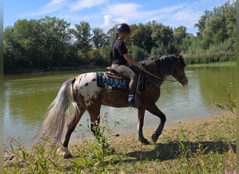 Appaloosa Mix, Wallach, 3 Jahre, 154 cm, Tigerschecke
