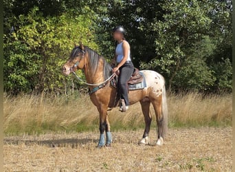 Appaloosa Mix, Wallach, 3 Jahre, 154 cm, Tigerschecke