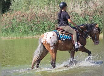 Appaloosa Mix, Wallach, 3 Jahre, 154 cm, Tigerschecke
