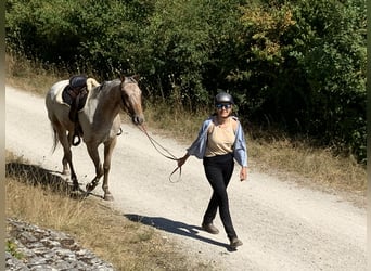 Appaloosa, Wallach, 3 Jahre, 155 cm, Brauner