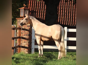 Appaloosa, Wallach, 3 Jahre, 155 cm, Palomino