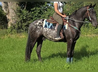 Appaloosa, Wallach, 3 Jahre, 155 cm, Tigerschecke