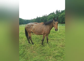 Appaloosa Mix, Wallach, 3 Jahre, 155 cm, Tigerschecke